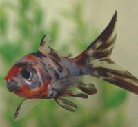 clear shubunkin goldfish