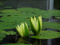 Deep Water Plants