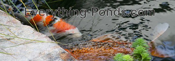 Fish Pond Pumps