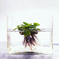 Floating Plant