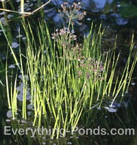 growing water garden plants