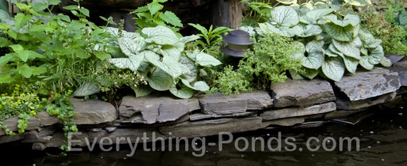 How to Water Garden
