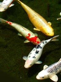 japanese koi fish