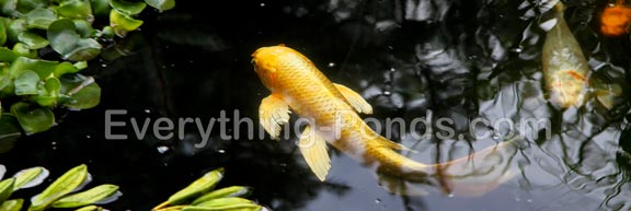 koi fish information