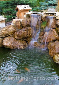 koi fish pond