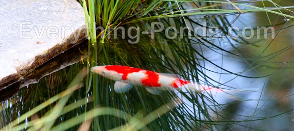 koi fish ponds