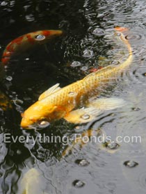 koi pond maintenance