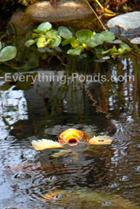koi pond oxygen