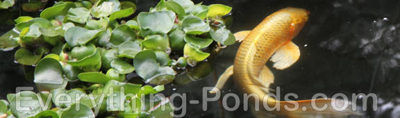 koi pond plants