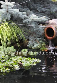 koi pond plants