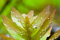 Oxygenating Plant