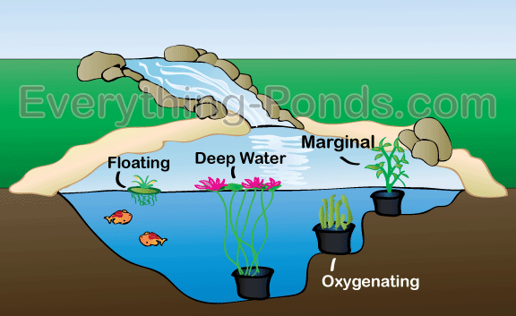 Plants for Ponds