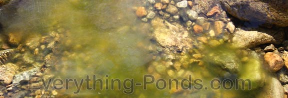 Pond algae Control