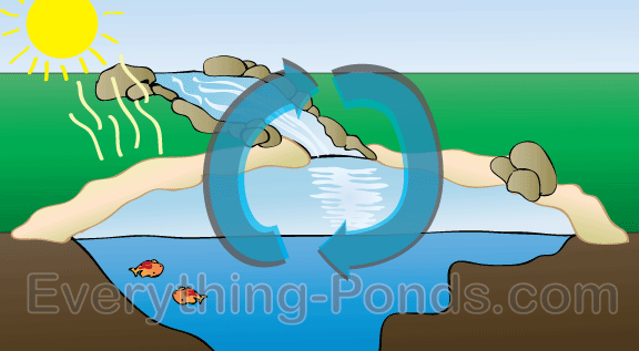 Pond Ecosystem