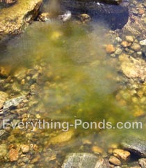 pond maintenance algae