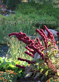 pond plant landscape