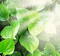 sun on leaves